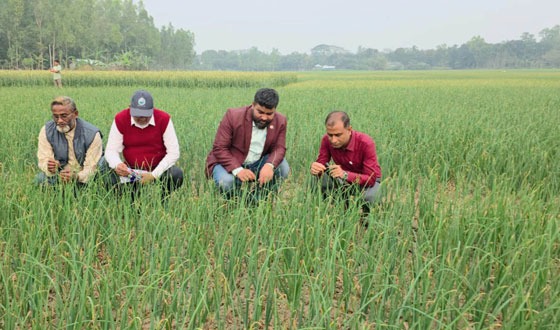 গাজনার বিলে পেঁয়াজের বাম্পার ফলনের সম্ভাবনা