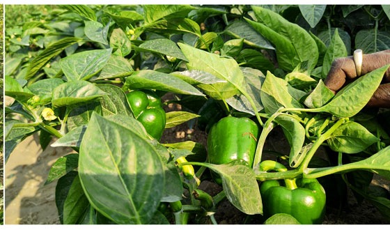 ভিটামিনে ভরপুর, সম্ভাবনা জাগাচ্ছে অর্থনীতিতে