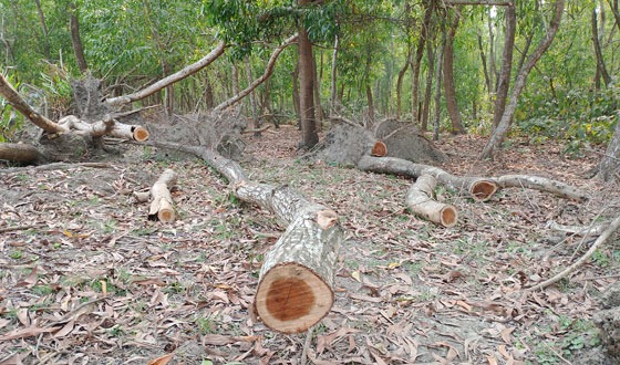 তালতলীতে সংরক্ষিত বনাঞ্চল লুটপাট করে বানিজ্য