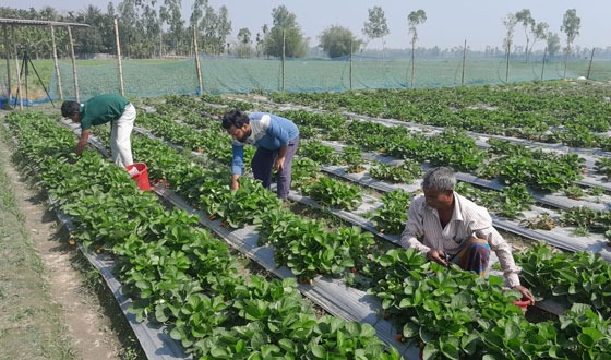 স্ট্রবেরি চাষে ব্যাপক সাফল্য জাহিদের