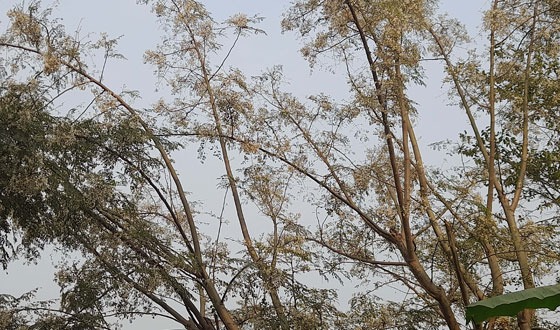 চিরিরবন্দরে বর্ণিল সাজে সজ্জিত সজিনা ফুল