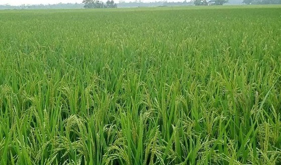 বোরো মৌসুমে অরক্ষিত হাওরের ফসল রক্ষা বাঁধ