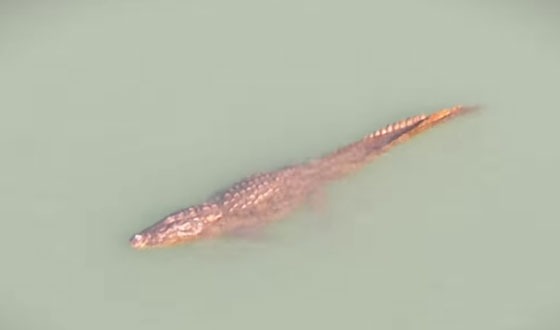 পাংশায় গড়াই পাড়ের মানুষ কুমির আতঙ্কে