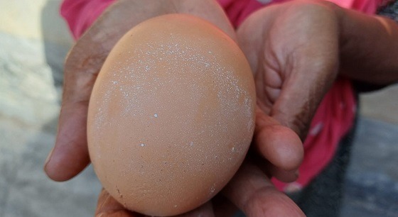লালপুরে মুরগীর ডিম নিয়ে চাঞ্চল্য