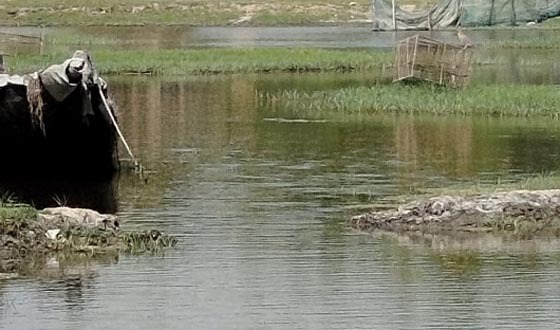 গাজীপুরে মৎস্য ঘেরের বাঁধ কেটে ও মাছ লুটের অভিযোগ