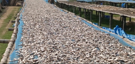 সাতক্ষীরার মিঠা পানির শুটকি মাছ ভারতে রপ্তানি