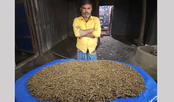 পীরগাছায় সাড়ে ১০ কেজি গাঁজা সহ আটক ১