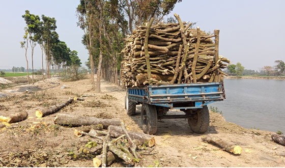 বিরলের কড়াই বিল পাড়ের গাছ কাটা নিয়ে থানায় মামলা