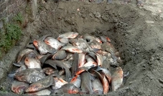 মহাদেবপুরে অবাধে বিক্রি হচ্ছে পিরানহা : একশ’ কেজি আটক