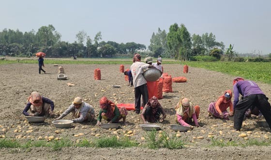 লৌহজংয়ে আলু উৎপাদন বেশি হলেও বাজার মূল্য নিয়ে কৃষক হতাশ