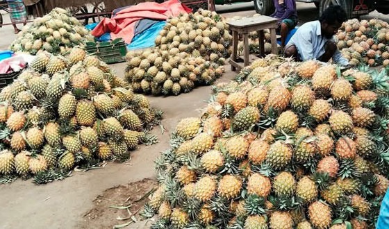 শ্রীমঙ্গলে আনারসের সরবরাহ প্রচুর: যাচ্ছে দেশের বিভিন্ন প্রান্তে