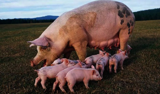 শুকরের বাচ্চা নিয়ে মারামারি , বিএনপির দুই নেতা হাসপাতালে