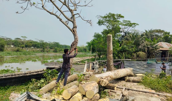 নাজিরপুরে বিএনপি নেতাদের বিরুদ্ধে সরকারী গাছ কাটার অভিযোগ