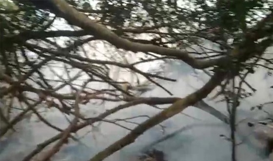 সুন্দরবনে ৩ একরজুড়ে আগুন