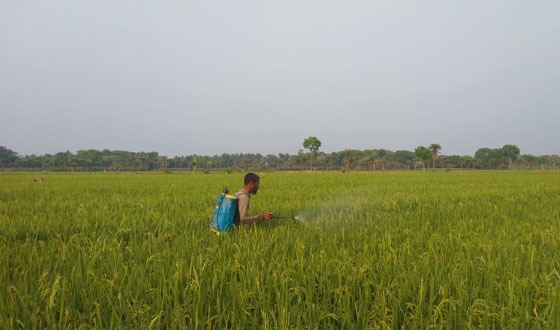 তালায় ব্লাস্ট ও পোকামাকড় দমনে কৃষকের আগাম প্রস্ততি