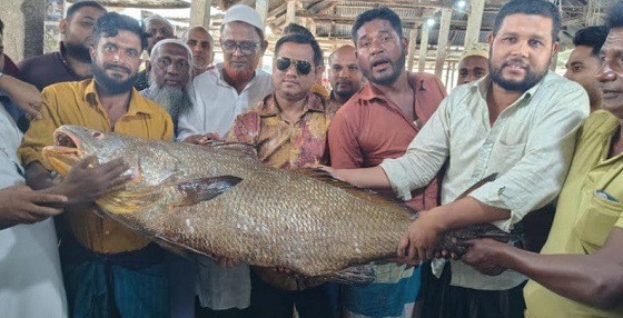 বঙ্গোপসাগরে জেলের জালে ৩৪ কেজির ভোল মাছ, বিক্রি সাড়ে ৯ লাখ টাকা