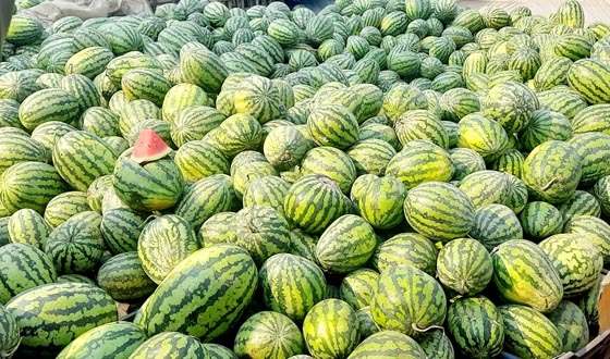 অপরিপক্ক তরমুজে ভরপুর সৈয়দপুর বাজার