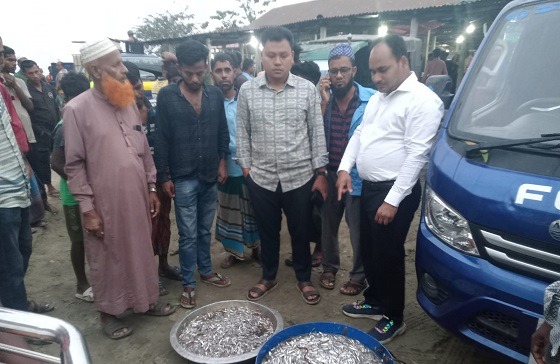 মতলবের বাজার ও আড়ৎতে অভিযানে ৫শ' কেজি জাটকা ইলিশ আটক