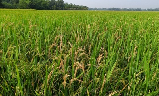 শেরপুরে বোরো ধানক্ষেতে মরা শীষ ,দুশ্চিন্তায় কৃষক