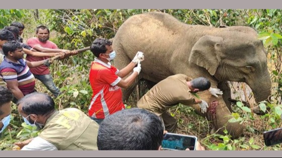 অসুস্থ বুনোহাতিকে দেয়া হলো চিকিৎসাসেবা