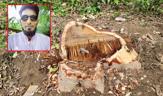 কালীগঞ্জে সরকারি গাছ কেটে নিল যুবদল নেতা