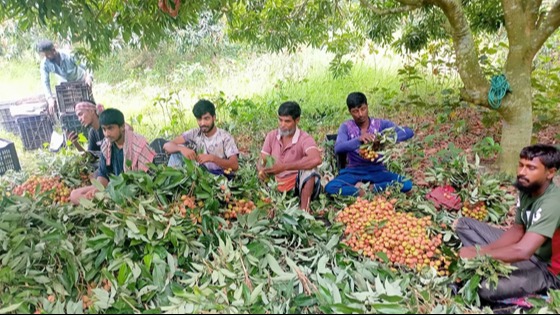মধুখালীতে বৃষ্টির অভাবে লিচুর ফলন কম হওয়ায় কৃষকরা হতাশ
