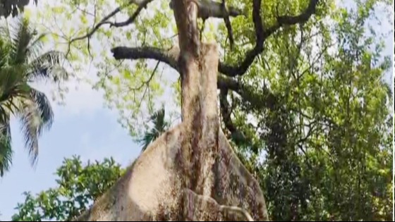 ৫শ’ বছরের গাছ, যারাই কাটতে এসেছে তারাই অসুস্থ্য হয়েছে
