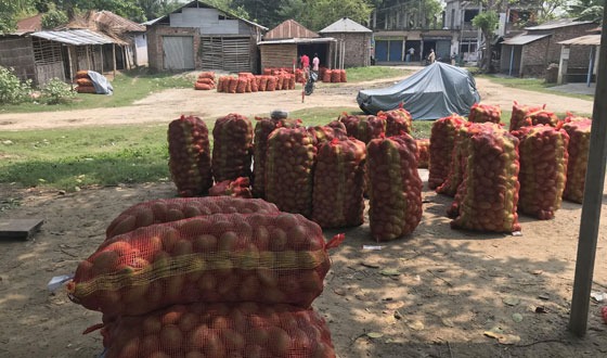 বাঘায় ঝড়ে পড়া আম ১০ টাকা কেজিতে বিক্রি