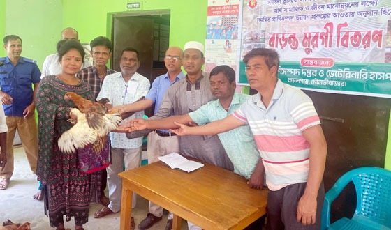 কমলগঞ্জে ক্ষুদ্র নৃ-গোষ্ঠীর মাঝে বাড়ন্ত মুরগীর বাচ্চা ও খাদ্য বিতরণ
