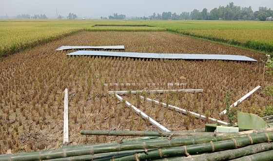 রায়গঞ্জে জোরপূর্বক ধান কেটে নিল দূর্বৃত্তরা