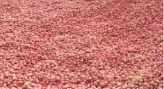 ঘোড়াঘাটে পানির দরে আলু  বিক্রি,পথে বসেছে আলু চাষীরা