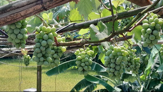 আঙ্গুর চাষ করে লাখপতি শ্রীমঙ্গলের ফারুক