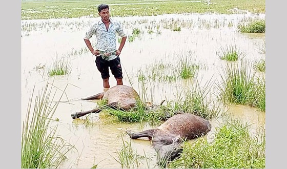 দুর্গাপুরে বজ্রপাতে মারা গেল দিনমজুরের দুটি গরু
