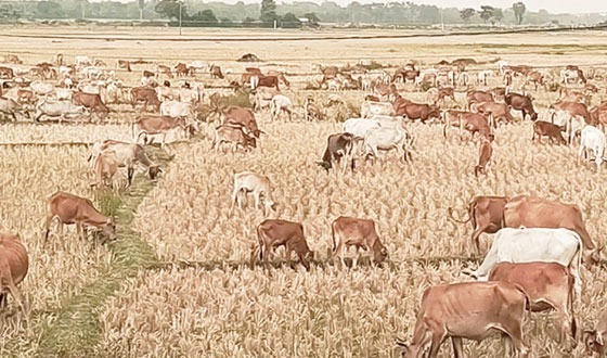 তানোরে বিল কুমারী মাঠ থেকেই বিক্রি করা হয় দুধ