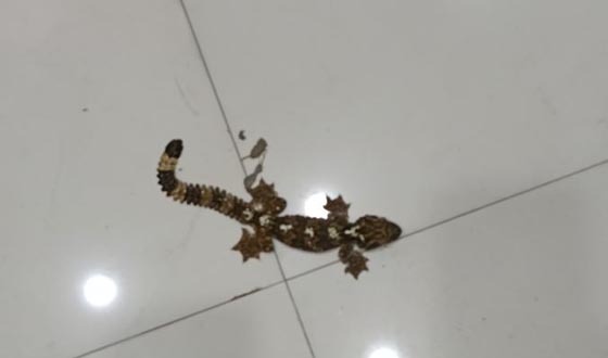 শার্শায় তক্ষকসহ দুই পাচারকারী আটক