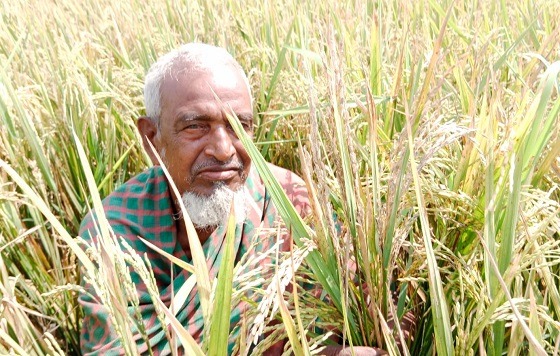 সাটুরিয়ায় ইটখোলার গরম গ্যাসে ক্ষতিগ্রস্ত কৃষক