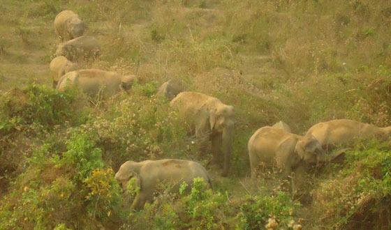 ঝিনাইগাতীতে বুনোহাতির আক্রমণে নিহত ২