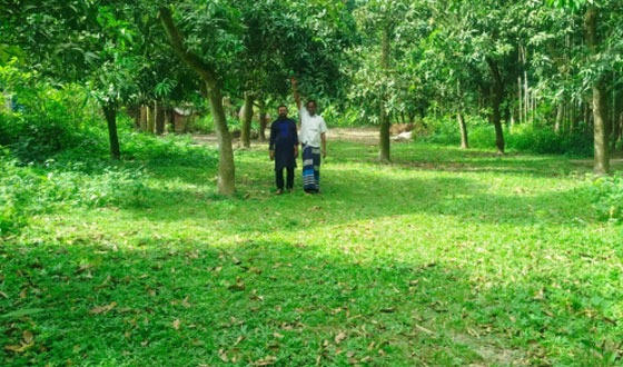 আশাশুনিতে আমের ফলন ভাল হলেও দাম নিয়ে হতাশ চাষীরা