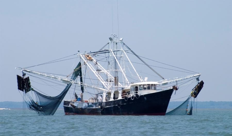 সাগরে নিষেধাজ্ঞা জারি, তবুও প্রতিদিন মাছ যাচ্ছে ঢাকায়