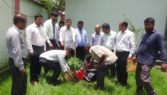 কালাই ব্যাংকার্স ক্লাবের উদ্যোগে শতাধিক বৃক্ষরোপণ