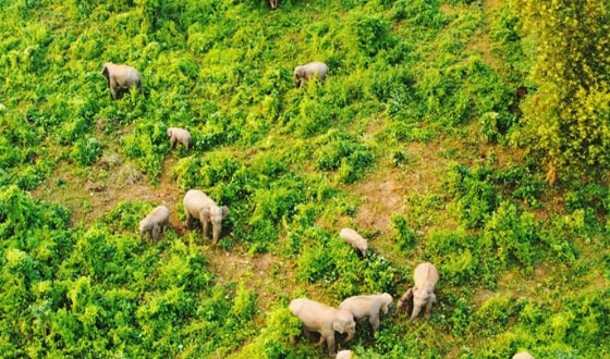 নালিতাবাড়ীতে বন্যহাতির আক্রমণে বৃদ্ধার মৃত্যু