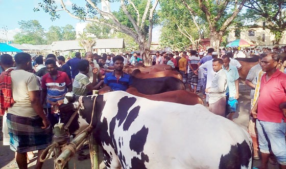 নড়াইলে কোরবানির জন্য প্রস্তুত ৫৪ হাজারের বেশি গরু-ছাগল