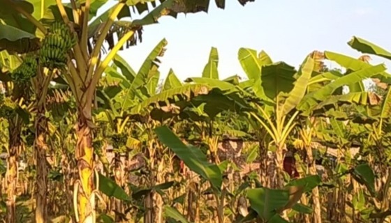 কলা বাগানেই স্বাবলম্বী যুবক