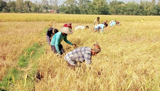 শ্রীমঙ্গলে আমন ধান কাটা শুরু: কৃষকের মুখে হাসি