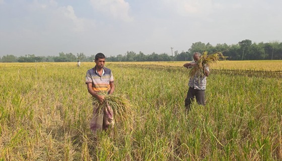 কৃষকের পাকা ধান কেটে নিয়ে গেল প্রতিপক্ষরা