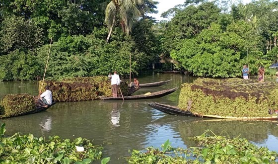 নাজিরপুরে একেকটি নৌকা যেনো একেকটি দোকান; বিক্রী হয় কোটি টাকার শ্যাওলা