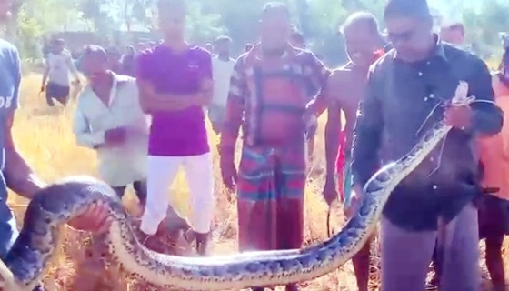 শ্রীমঙ্গলে ১১ ফুট দীর্ঘ অজগর উদ্ধার