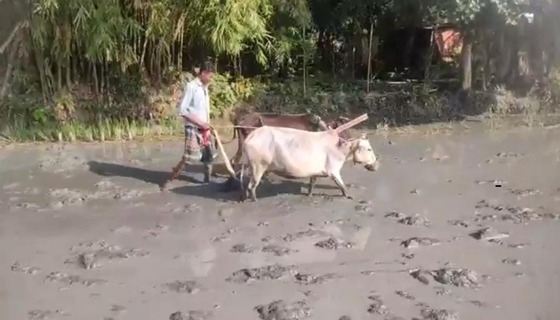 হারিয়ে যাচ্ছে গরু দিয়ে হাল চাষ