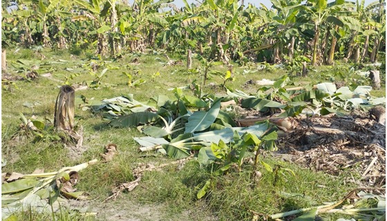 পদ্মার চরে বাগানের ১০ হাজার কলাগাছ ধ্বংস করেছে দুর্বৃত্তরা