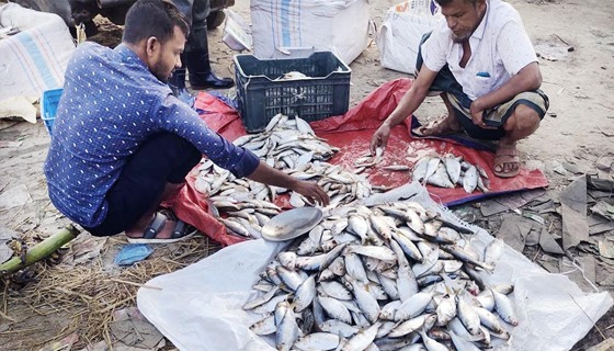 আমতলী-তালতলী উপজেলা নিষেধাজ্ঞা উপেক্ষা করে চলছে জাটকা শিকার